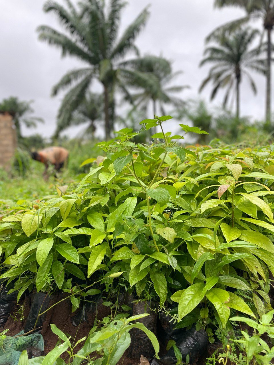 image-agrievolution_2023-10-31-17.25.42-1