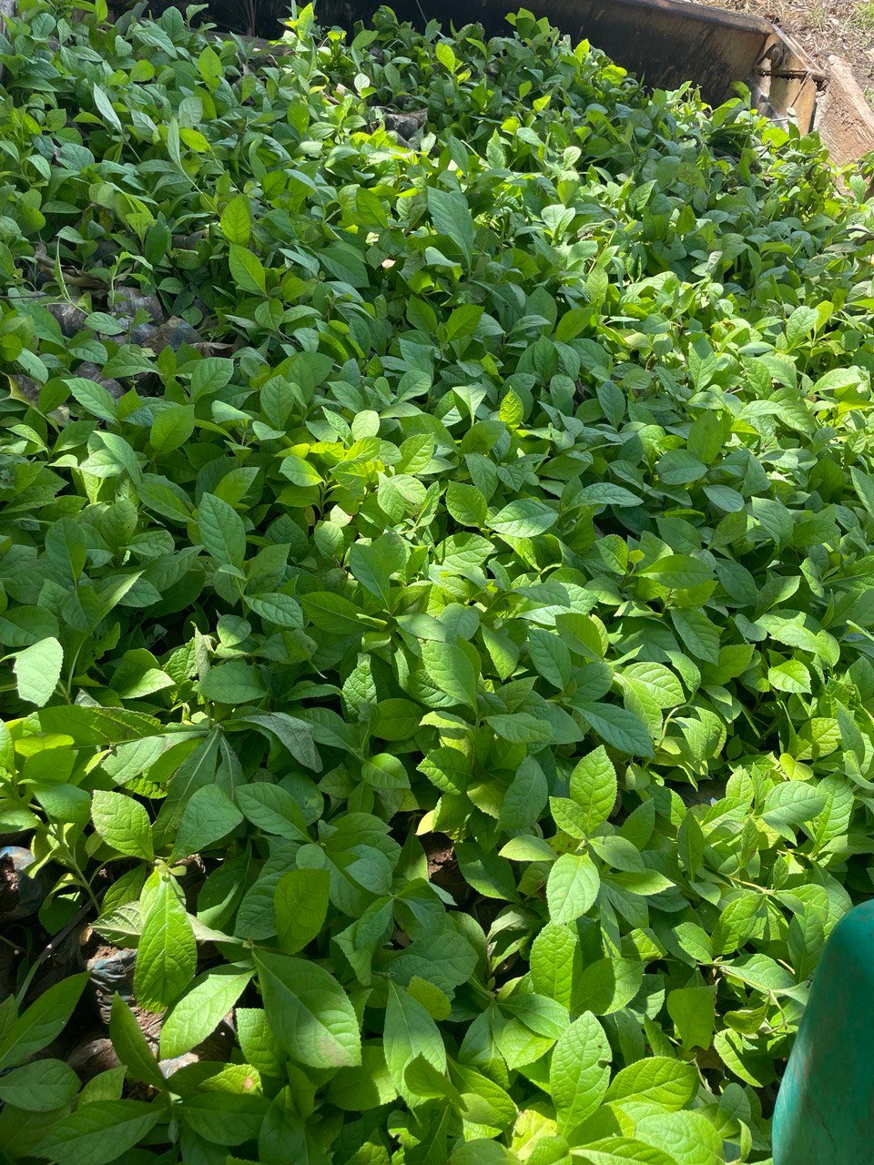 image-agrievolution_2023-10-31-17.25.48-1